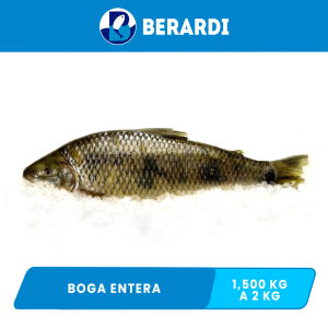 Boga Entera Berardi Unidad x 1.500 kg a 2 kg