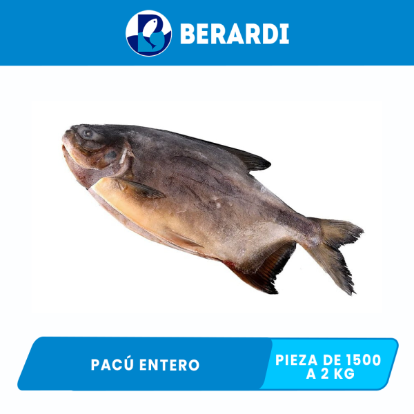 Pacú Berardi Entero Pieza de 1500 a 2 kg