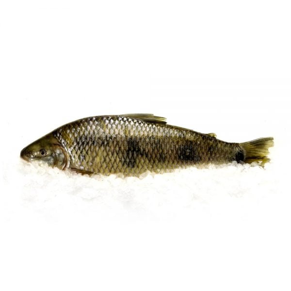 Boga Entera Berardi Unidad x 1.500 kg a 2 kg