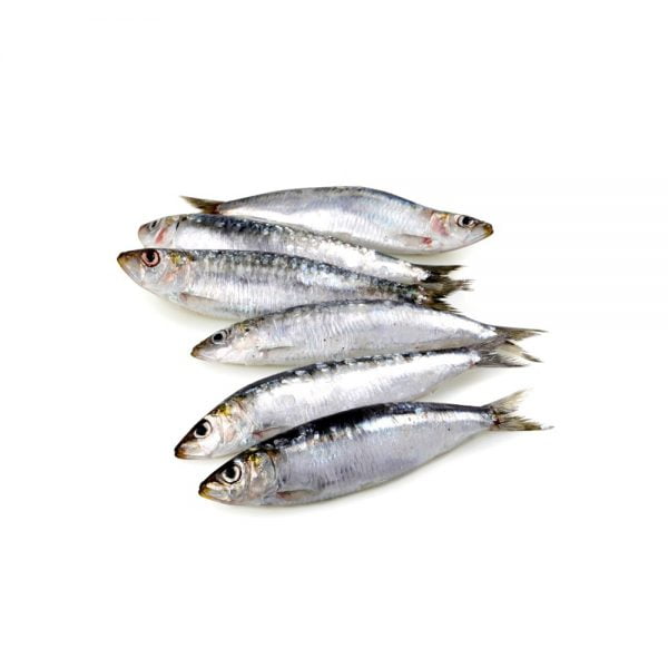 Sardina Española (Envasada x 500 GRS )